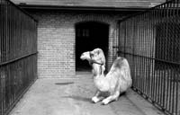 nBW35wg 005 24 camel dublin zoo 1958