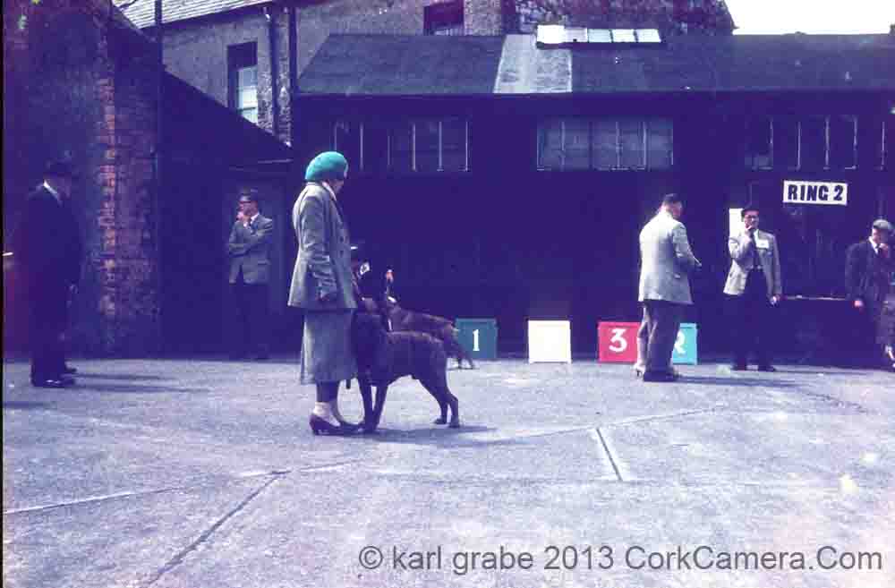 s02wg049 1959 dog show
