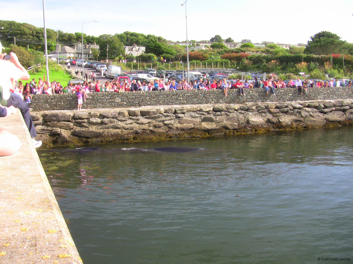 IMG_4315 fin whale baltimore