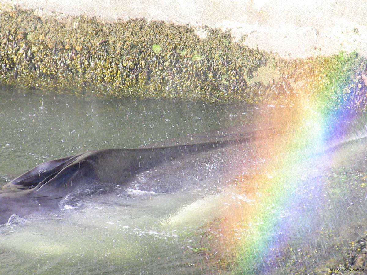 IMG_4335 blow rainbow