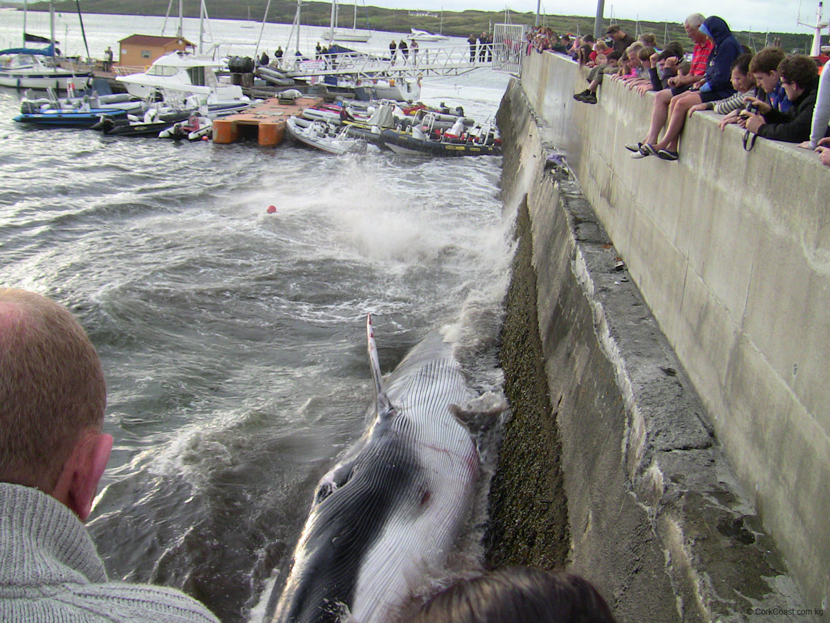 IMG_4369 rolling over