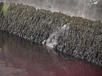 IMG_4385 marks on wall