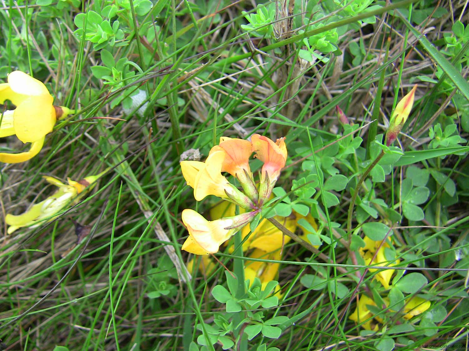 p IMG_3622