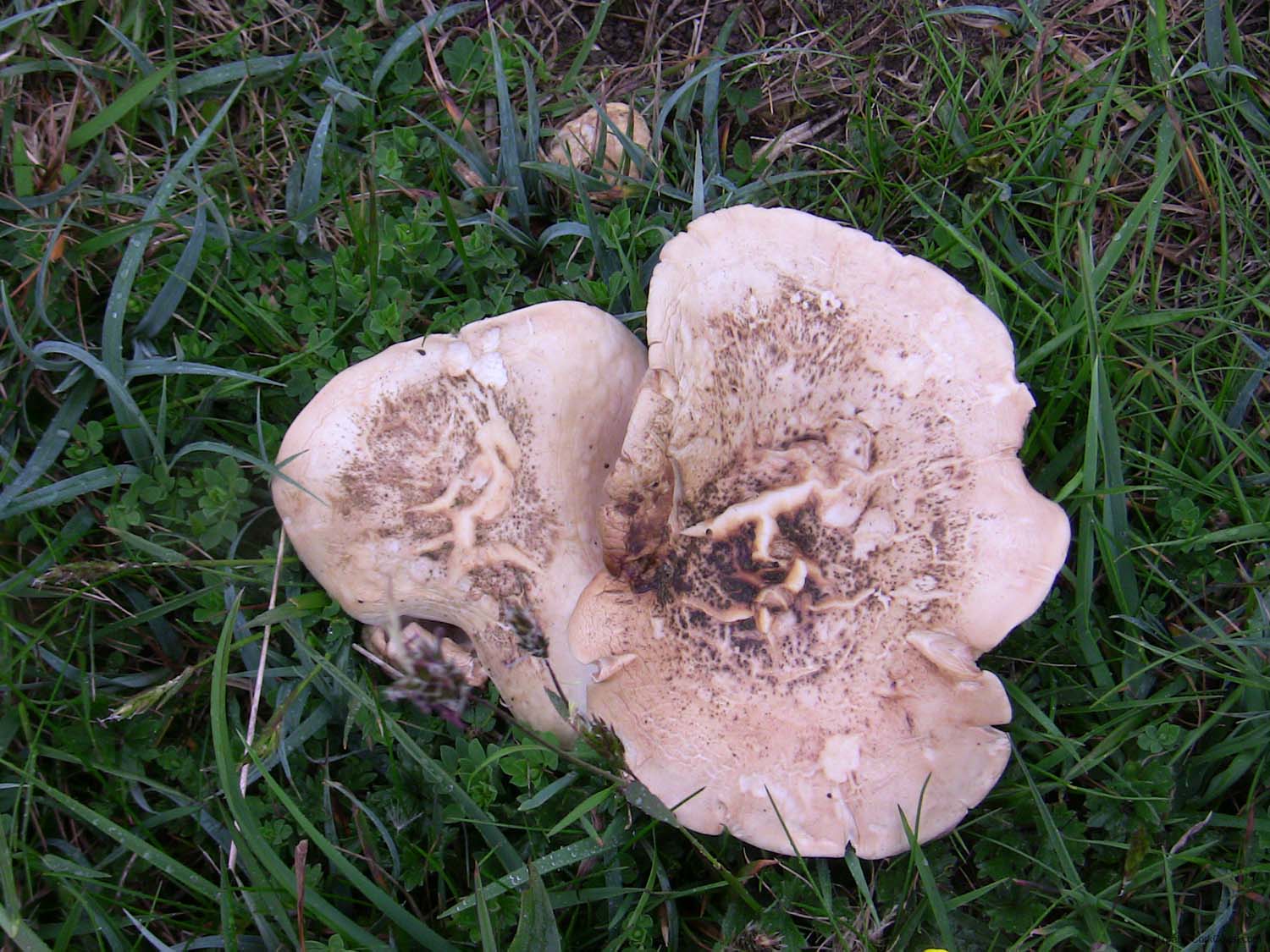 p IMG_3627 fungus