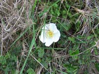 p IMG_3619