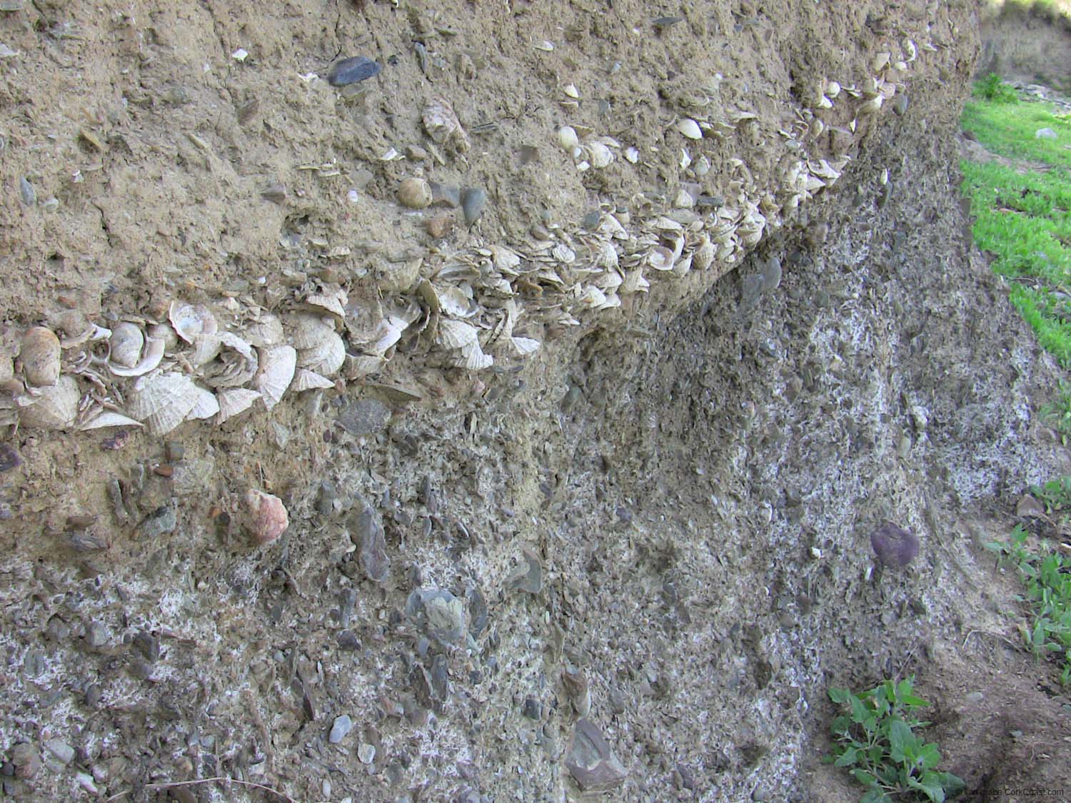 IMG_3507 shells