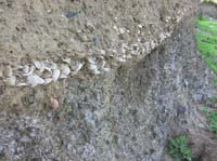 IMG_3507 shells