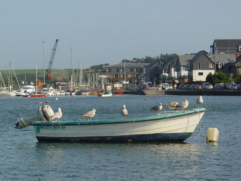 DSC04169 gulls boat kinsale