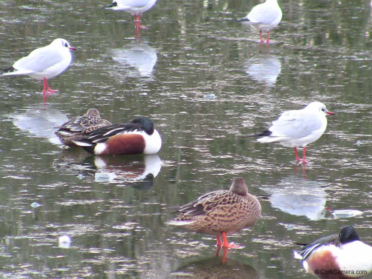 IMG_1931 ice on the lough